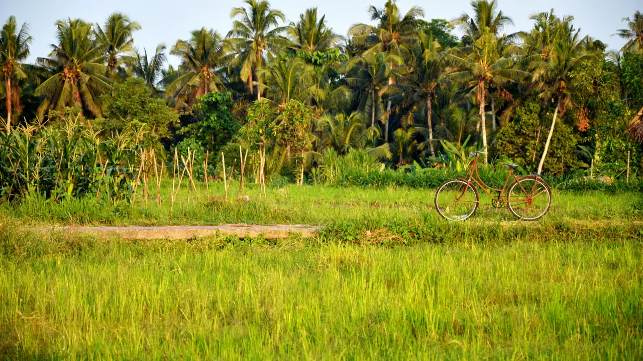 Bicycle parked in green fields with coconut palms in Bali