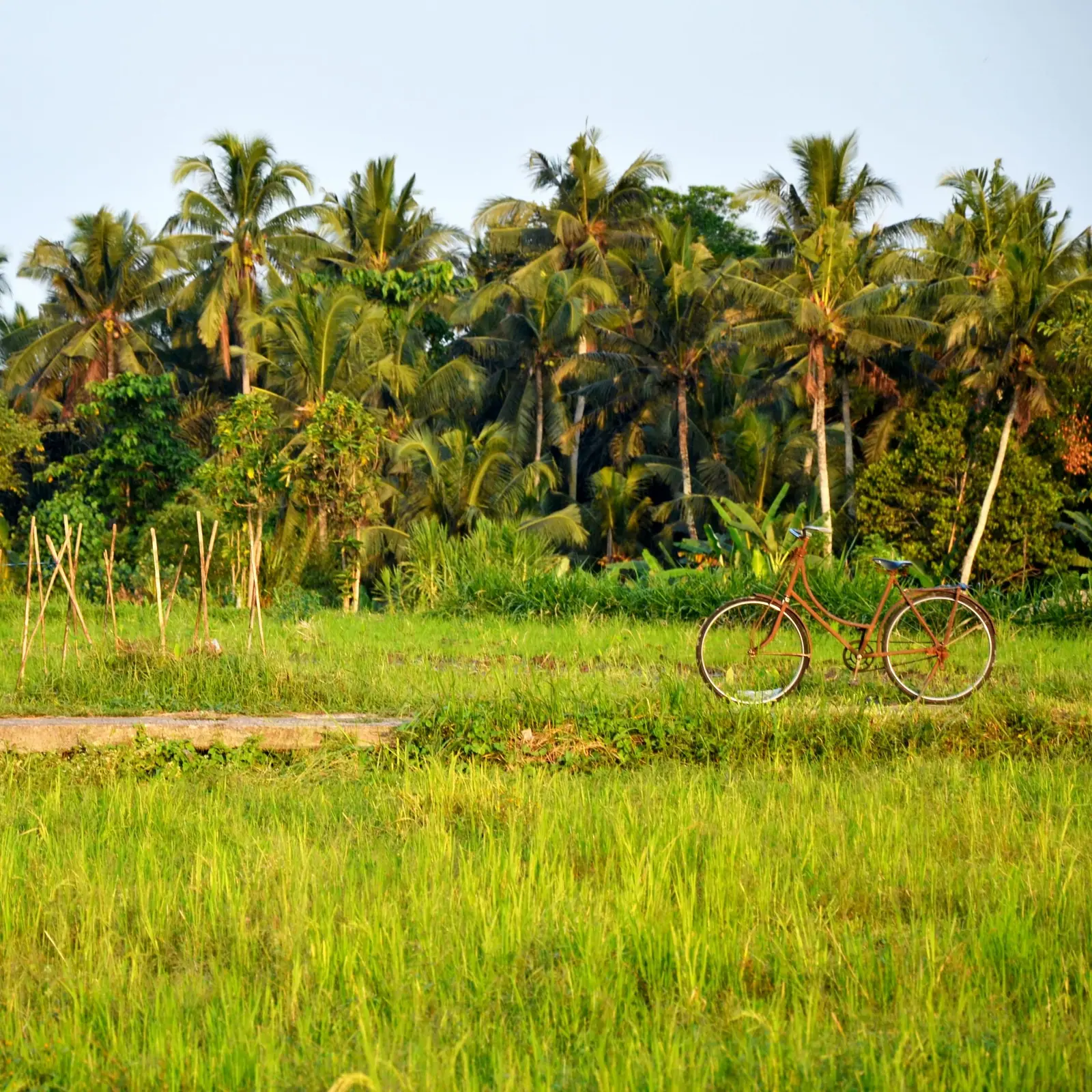 Bicycle resting in green fields under coconut palms